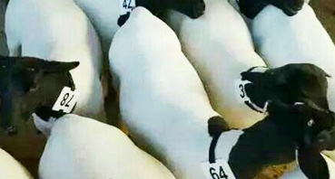 如何加工牛羊飼料？